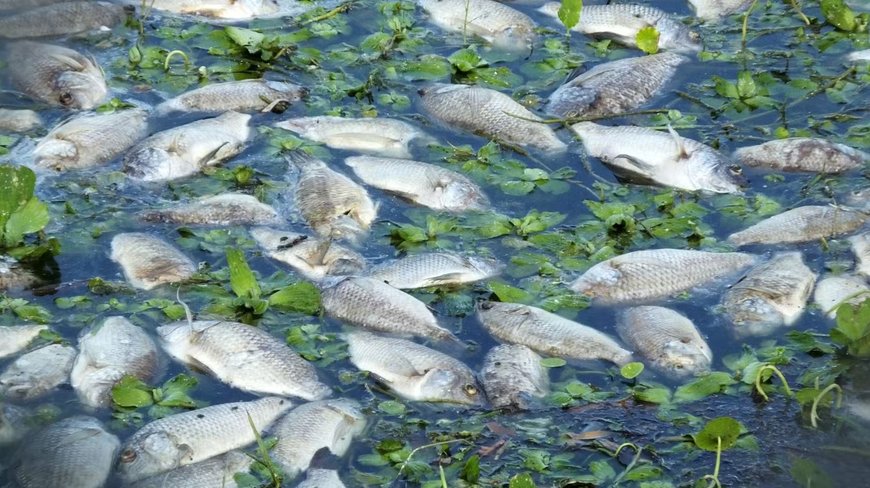 LG Sonic Educates on The Ecological Benefits of Controlled Algae Reduction and Smarter Water Quality Management